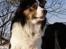 Border collie EFI