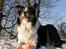 Border collie EFI