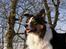 Border collie EFI