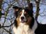 Border collie EFI
