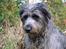 Blanding af racer Oskar *R.I.P.*