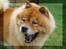 Chow chow Rico ~ Oskar of Flensborg - WOOOOW! Hej med dig. Jeg hedder Rico. Velkommen til min profil :-)