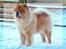 Chow chow Rico ~ Oskar of Flensborg - Her er jeg i fuld figur. Se hvor flot jeg står her i sneen.