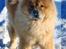 Chow chow Rico ~ Oskar of Flensborg - Jeg elsker at lege. Kom nu... Fang mig ;-)