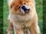 Chow chow Rico ~ Oskar of Flensborg - Let´s shake it together :-)