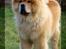 Chow chow Rico ~ Oskar of Flensborg - Det er hårdt at være så skøn som mig ;-)