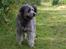 Blanding af racer Oskar *R.I.P.*