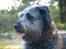 Blanding af racer Oskar *R.I.P.*
