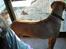 Rhodesian ridgeback Enya - febuar-07 1år og 7 mån. gammel