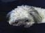 Shih tzu LUI - Shyssss   jeg sover