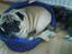 Mops marius