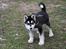 Alaskan malamute Maluq    R.I.P  august 2011 - se nu går jeg igen tur med min mor