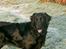 Flat coated retriever Bellis - Hvil i Fred