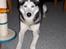 Siberian husky AKELA R.I.P. - der er akela foto model