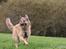 Blanding af racer Noah - Lalle glade hund :) (foto Ina d 9/10-07)