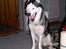 Siberian husky AKELA R.I.P. - far bliv færdig jeg er sååå træt bliv nuu færdig med at tag det billede