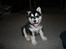Alaskan malamute Maluq    R.I.P  august 2011 - hvis jeg sidder pænt , PLEJER der altså at komme en godbid