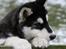 Alaskan malamute Maluq    R.I.P  august 2011 - HALLO nogen der gider slippe mig ud?