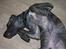 Dogo canario Capone *R.I.P 2009*