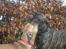 Dogo canario Capone *R.I.P 2009*