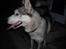 Blanding af racer Zasca... Tess... - jeg overvejer at blive fotomodel... hvad synes i....