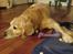 Golden retriever Simba - Simba, en stille og meget rolig hund