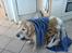 Golden retriever Simba - Simba med hans ynglingtæppe