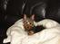 Australian silky terrier Ali