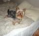 Yorkshire terrier Amigo  *RIP*