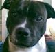 Staffordshire bull terrier Django