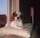 Cavalier king charles spaniel Kiara