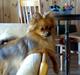 Pomeranian Perle