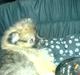 Pomeranian Tyson, Sov godt Skat <3 R.I.P