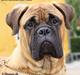 Bullmastiff Choice