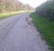 Amerikansk staffordshire terrier Ozzy