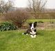 Border collie Bailey RIP