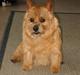 Norwich terrier Don Caspar