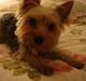 Yorkshire terrier <3 Coco <3