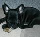 Fransk bulldog Coco