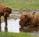 Dogue de bordeaux Kriton