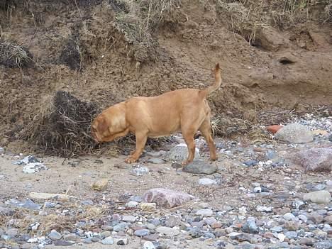 Dogue de bordeaux Desteny billede 16