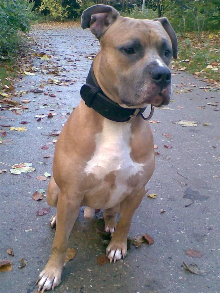 Amerikansk staffordshire terrier izo billede 1