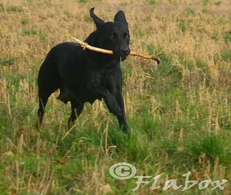 Labrador retriever Bess billede 12