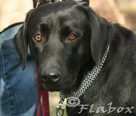 Labrador retriever Bess billede 13