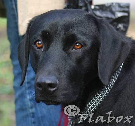 Labrador retriever Bess billede 14