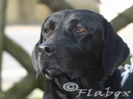 Labrador retriever Bess billede 15