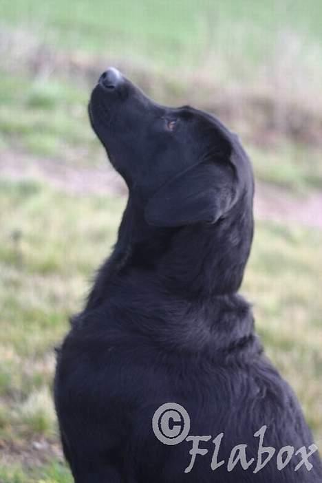 Labrador retriever Bess billede 16