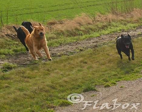 Labrador retriever Bess billede 17