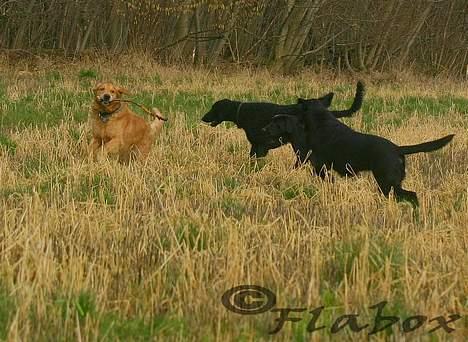 Labrador retriever Bess billede 18