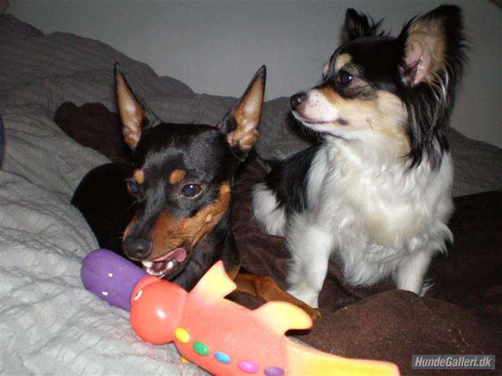 Dvaergpinscher King  † R.I.P - mig og min bedste veninde Zazy.. hun er bare så sød. ( 2007) billede 9